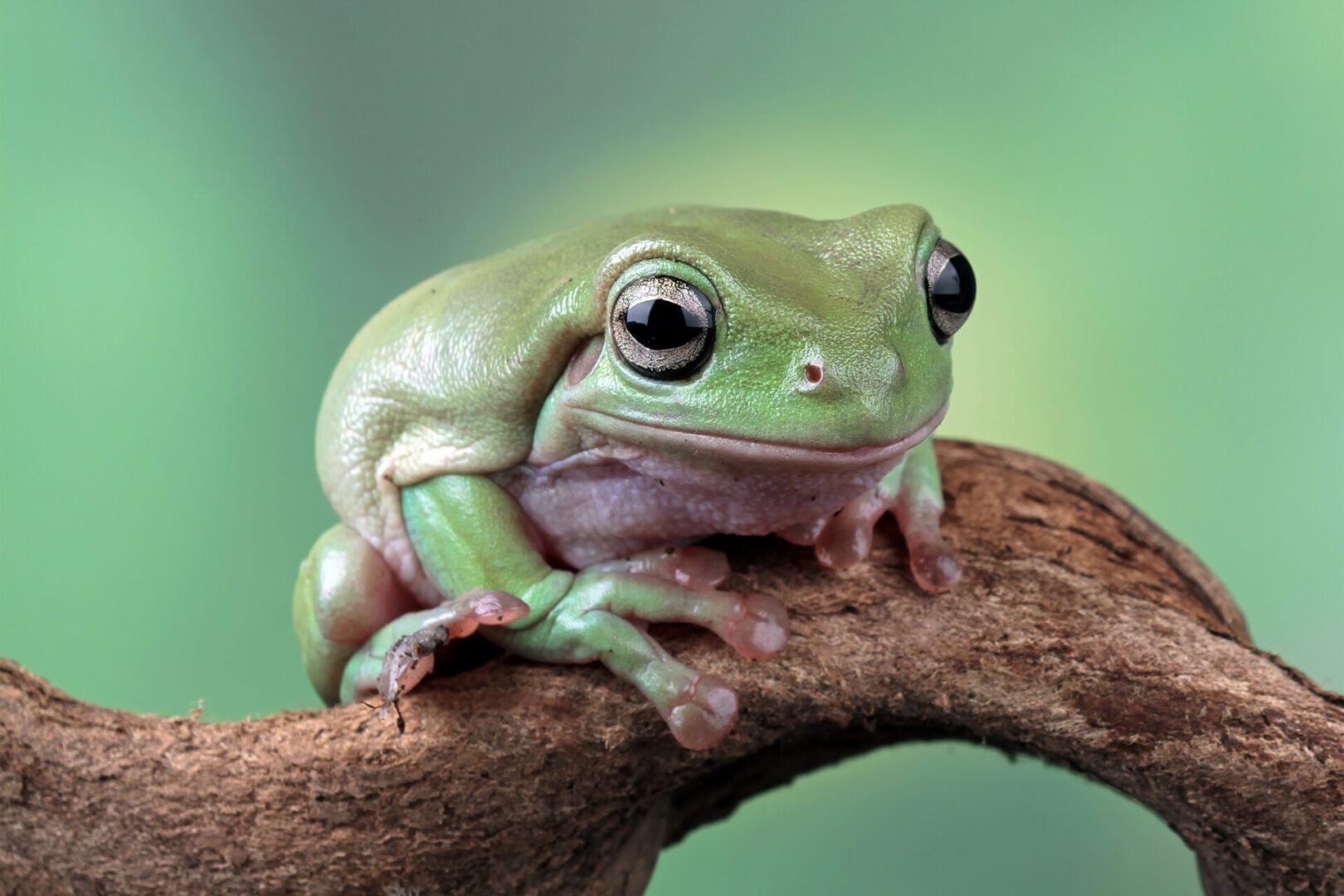 Close-up of frog on wood
