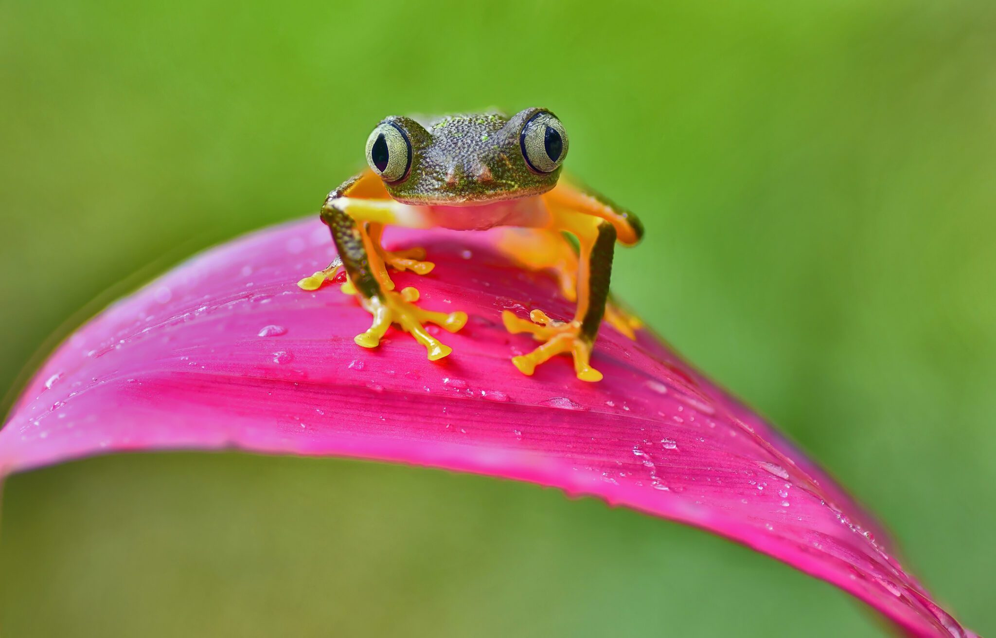 Frog perched on a pink leaf