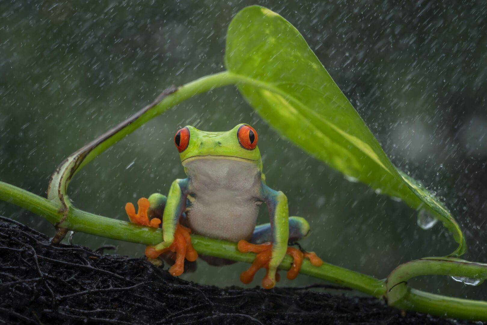 Tree frog under leaf in rain