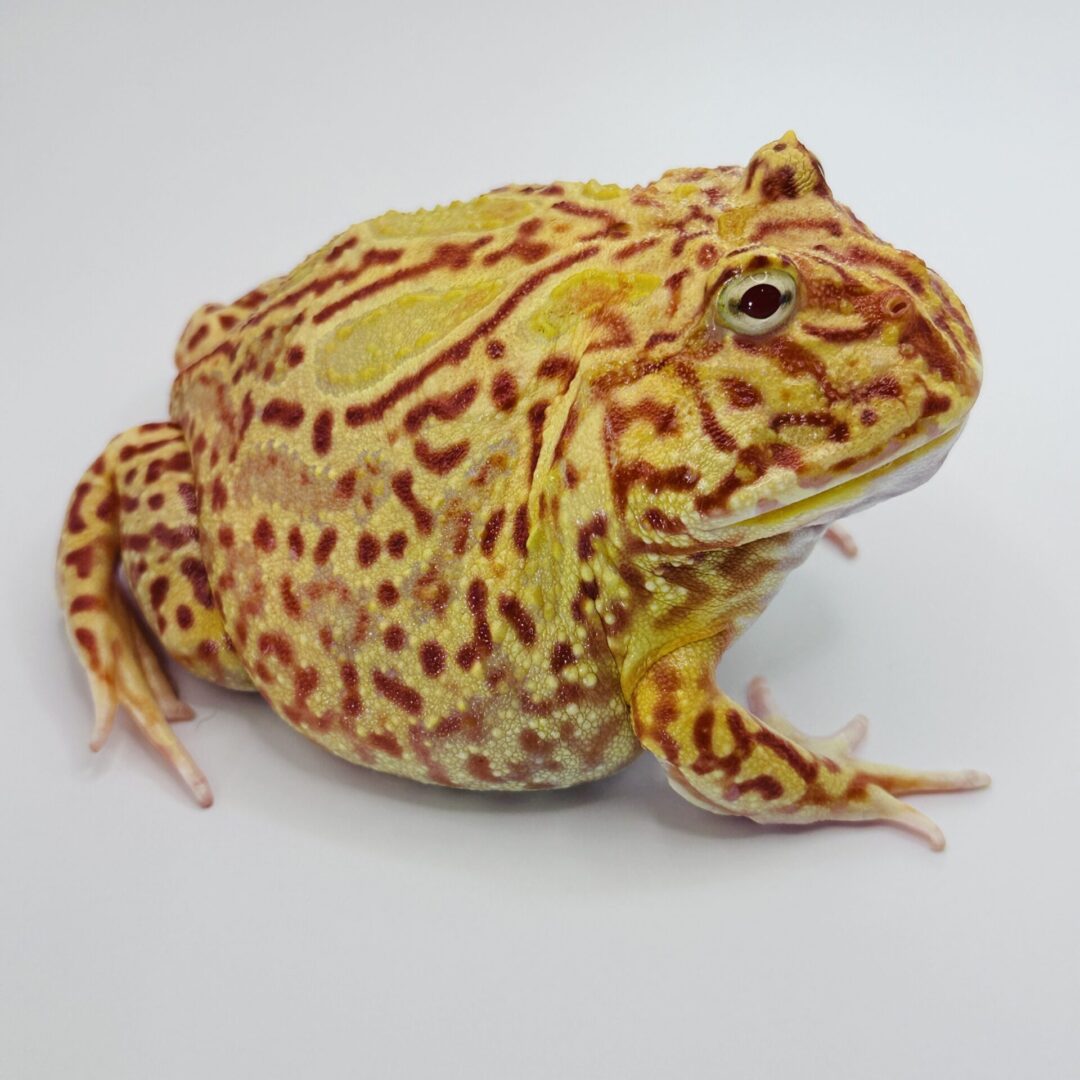 Close-up of a colorful, chubby toad with yellow and brown markings.