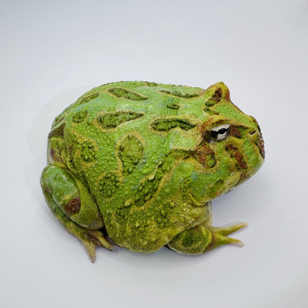 A green frog with brown spots on a white background.