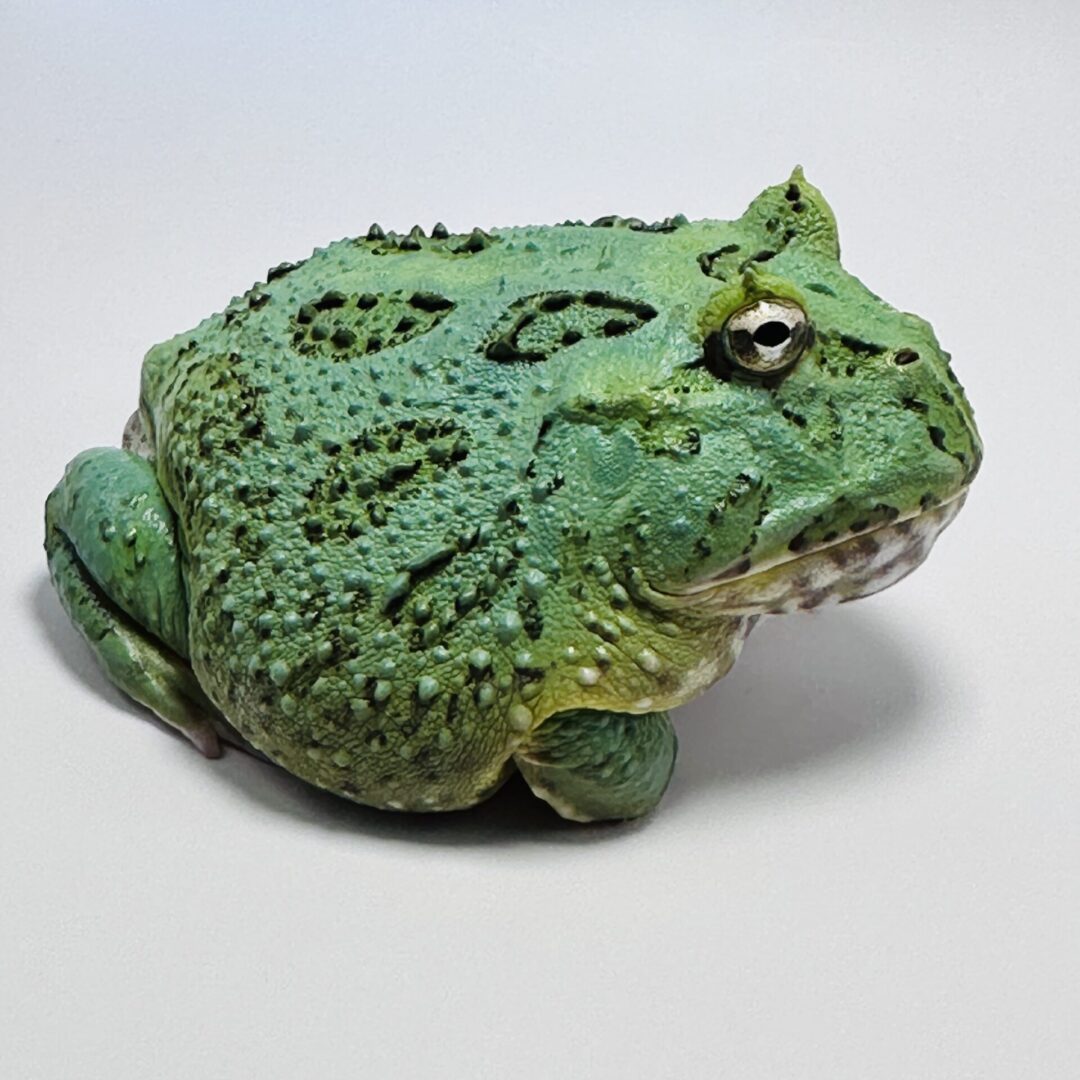 A green, spotted frog with bumpy skin sits on a white surface.