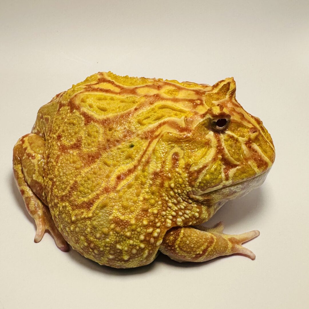 A close-up of a yellow and orange horned frog on a white background.